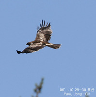 흰점어깨수리 Booted Eagle Hieraaetus pennatus