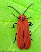 Dictyoptera aurora