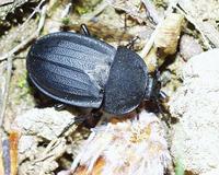 Silpha obscura