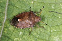Holcostethus strictus vernalis