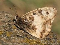 Chazara briseis - Hermit