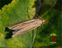 Agriphila latistria
