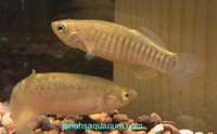 Fundulus pulvereus, Bayou killifish: