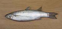 Liza parsia, Gold-spot mullet: fisheries, aquaculture