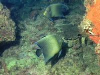 Pomacanthus semicirculatus, Semicircle angelfish: fisheries, aquarium
