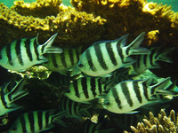 Abudefduf sexfasciatus, Scissortail sergeant: fisheries, aquarium