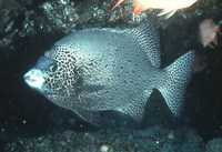 Oplegnathus punctatus, Spotted knifejaw: fisheries, aquaculture, gamefish