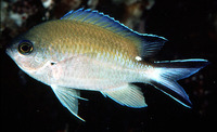 Chromis fumea, Smokey chromis:
