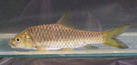 Tor khudree, Deccan mahseer: fisheries, aquaculture, gamefish