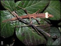 Hesperophasma lobata