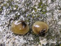 Musculium lacustre - lake fingernailclam