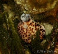 Cypraea tigris - tiger cowry