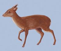 Image of: Muntiacus muntjak (Indian muntjac)