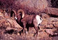 Image of: Ovis canadensis (bighorn sheep)