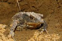 Bufo bufo - Common European Toad