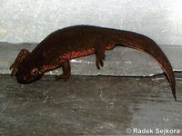 Cynops pyrrhogaster - Japanese Fire Belly Newt