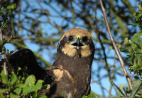 Circus aeruginosus - Western Marsh Harrier