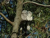 Podargus strigoides - Tawny Frogmouth