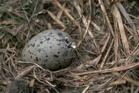 Larus glaucescens - Glaucous-winged Gull