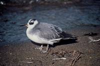 Phalaropus fulicarius - Grey Phalarope