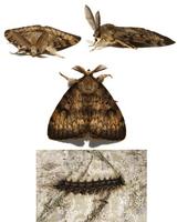 Image of: Lymantria dispar (gypsy moth)