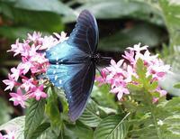 Image of: Papilio troilus (spicebush swallowtail)