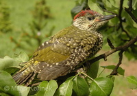 Picus viridis viridis