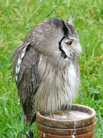 Ptilopsis leucotis - Northern White-faced Owl