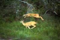 Odocoileus virginianus - White-tailed Deer