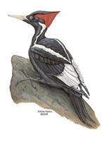 Image of: Campephilus principalis (ivory-billed woodpecker)