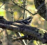 Image of: Dendroica nigrescens (black-throated grey warbler)