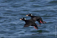 Image of: Melanitta perspicillata (surf scoter)