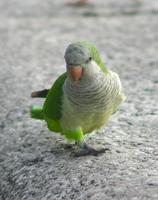 Image of: Myiopsitta monachus (monk parakeet)