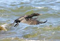 Image of: Phalacrocorax punctatus oliveri