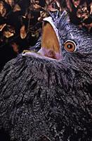 Image of: Podargidae (frogmouths)