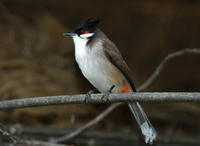 Image of: Pycnonotus jocosus (red-whiskered bulbul)