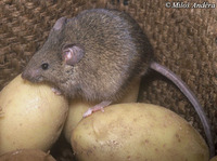 Mus musculus - Eastern House Mouse