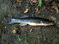 Gobiomorus dormitor - Bigmouth Sleeper