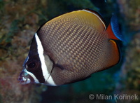 Chaetodon collare - Brown Butterflyfish