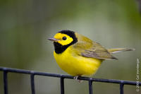 Image of: Wilsonia citrina (hooded warbler)