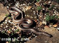 Image of: Charina trivirgata (coastal rosy boa)