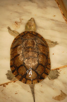 Mauremys leprosa - Spanish Turtle