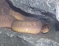 Dasypeltis fasciata