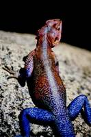 Agama mwanzae - Flat-Headed Rock Agama