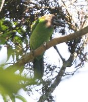 Brown-throated Barbet - Megalaima corvina