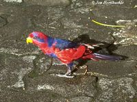 Red-and-blue Lory - Eos histrio