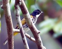 Scaly-breasted Bulbul - Pycnonotus squamatus