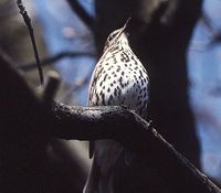 Song Thrush - Turdus philomelos