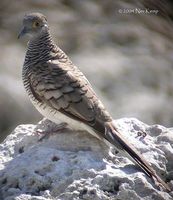 Barred Dove - Geopelia maugei