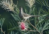 Little Wattlebird